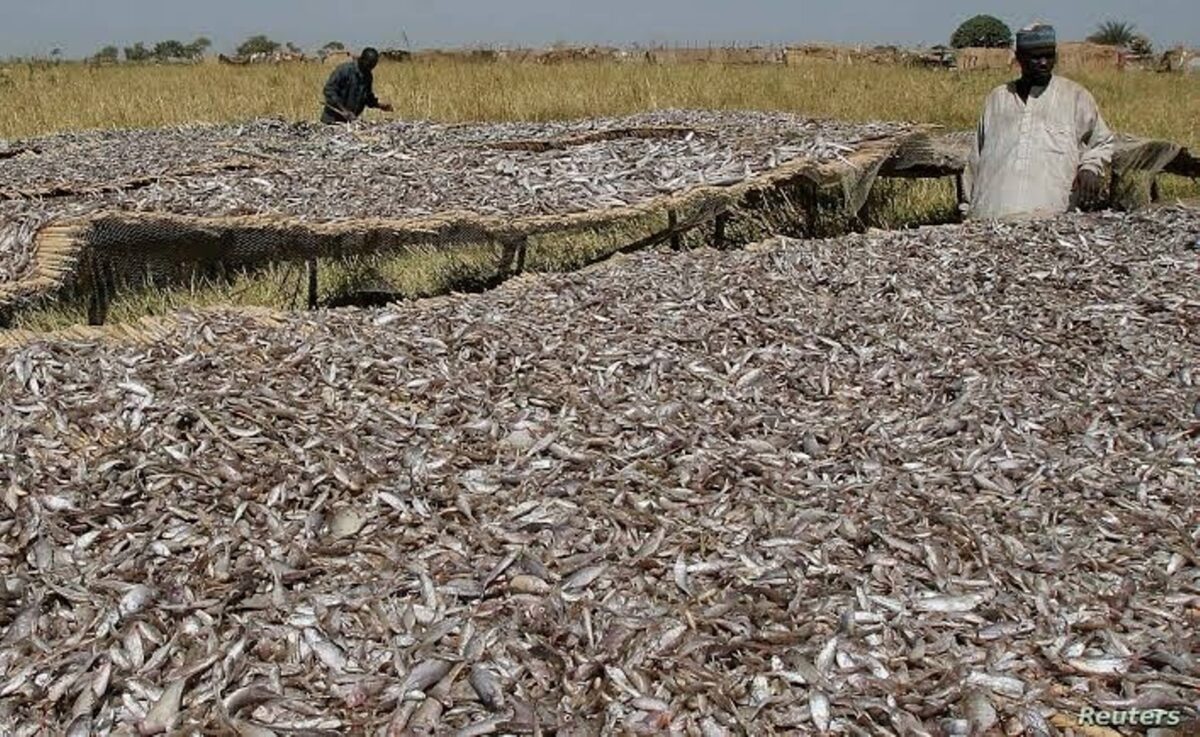 How Boko Haram Sustains Operations Through International Trade in Smoked Fish, Red Pepper