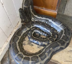 2 Pythons Weighing 100 Pounds Collapse Ceiling In Australia