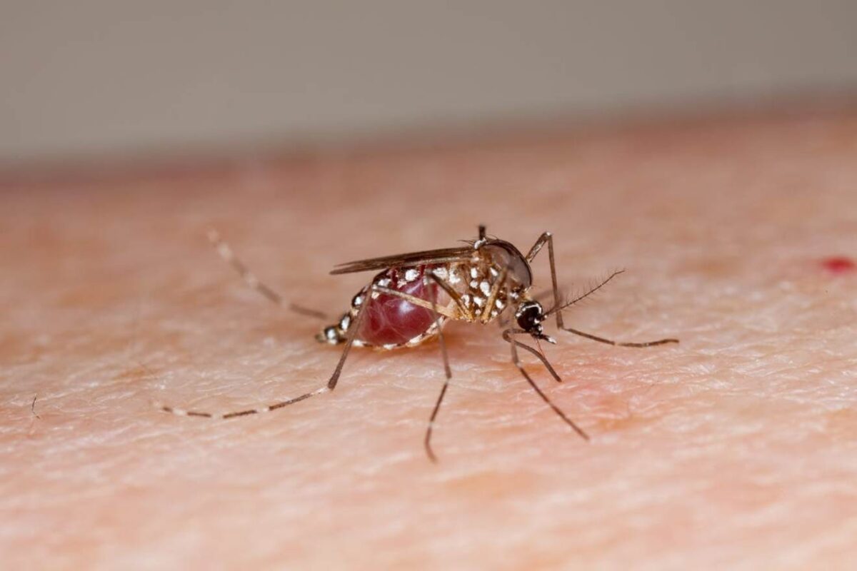 Malaria Cases Spike In Northern Mali